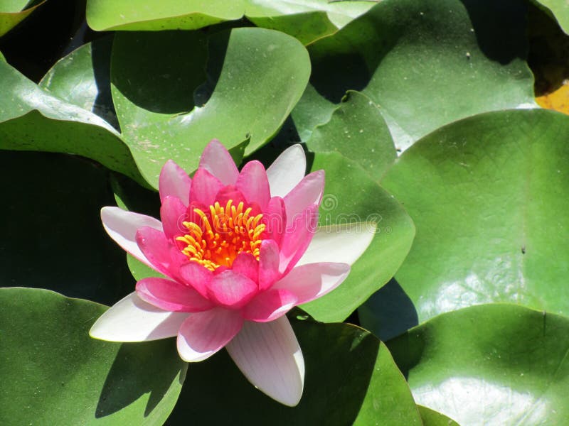 Nahaufnahme von rosa Lotos Nelumbo nucifera stockfoto Nahaufnahme von rosa Lotos Nelumbo nucifera stockfoto