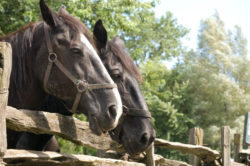 Nahaufnahme von zwei Pferden lizenzfreie stockfotografie Nahaufnahme von zwei Pferden lizenzfreie stockfotografie
