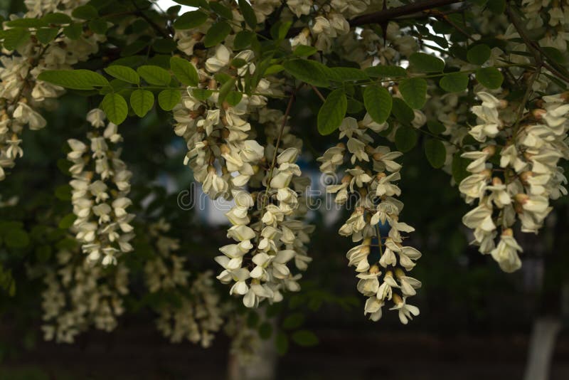 Nahaufnahme von üppig blühenden Bündeln der Akazie auf einem kleinen Baumast in einem Park lizenzfreie stockfotografie Nahaufnahme von üppig blühenden Bündeln der Akazie auf einem kleinen Baumast in einem Park lizenzfreie stockfotografie