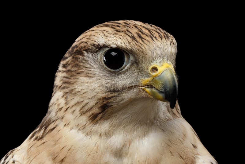 Nahaufnahme-Würgfalke, Falco-cherrug, lokalisiert auf schwarzem Hintergrund stockbild Nahaufnahme-Würgfalke, Falco-cherrug, lokalisiert auf schwarzem Hintergrund stockbild