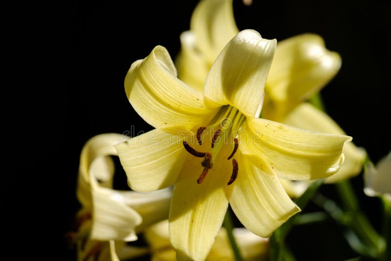 Nahaufnahmeansicht über gelbe Blume von Lilium Kesselringianum stockfotos Nahaufnahmeansicht über gelbe Blume von Lilium Kesselringianum stockfotos