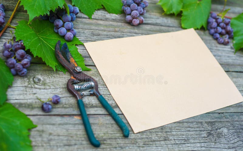 Nahaufnahmebaumschere mit Rebe und Trauben, Blätter auf rustikalem Holztisch der Weinlese Weinlesepapierschablone stockfotografie