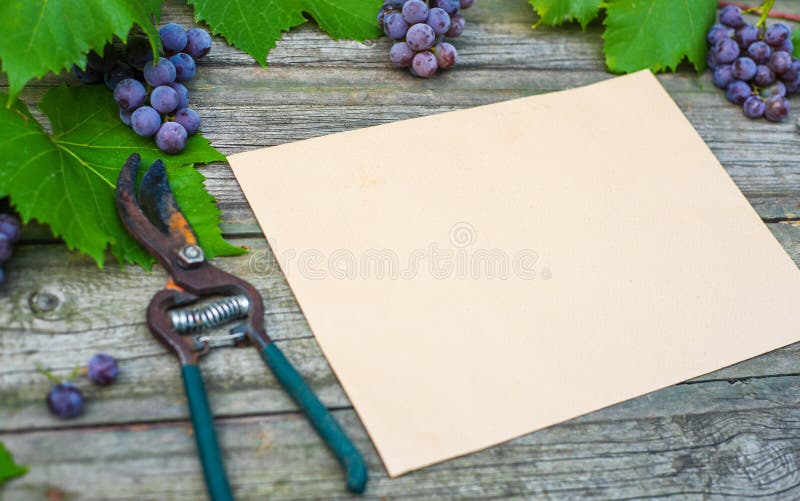 Nahaufnahmebaumschere mit Rebe und Trauben, Blätter auf rustikalem Holztisch der Weinlese Weinlesepapierschablone in der Mitte lizenzfreie stockfotografie