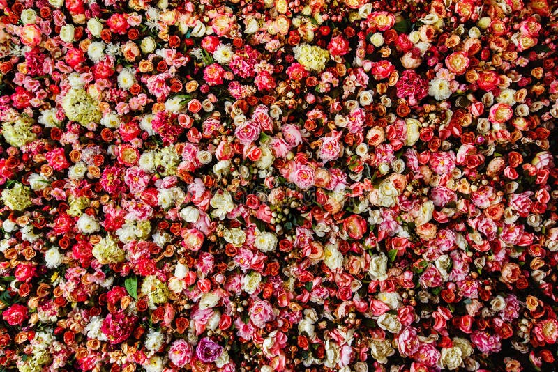 Nahaufnahmebild des schönen Blumenwandhintergrundes stockfoto Nahaufnahmebild des schönen Blumenwandhintergrundes stockfoto