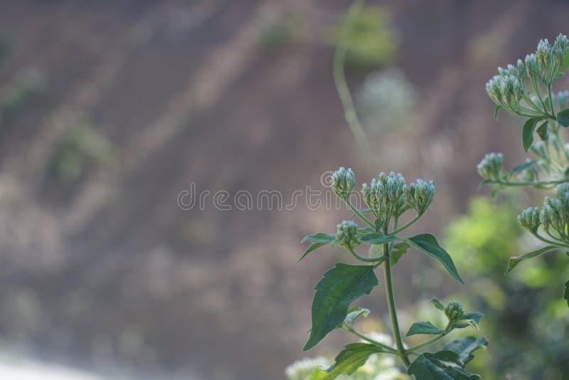 Nahaufnahmeblume des bitteren Busches, Siam-Unkraut lizenzfreie stockfotografie Nahaufnahmeblume des bitteren Busches, Siam-Unkraut lizenzfreie stockfotografie