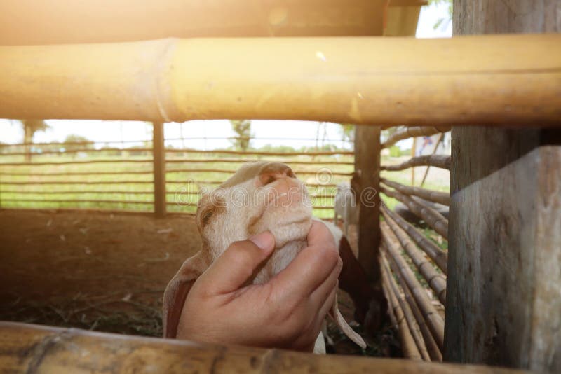 Nahaufnahmefotos von den Tierärzten, die Bauernhof goats& x27 überprüfen; Gesundheit lizenzfreie stockfotos Nahaufnahmefotos von den Tierärzten, die Bauernhof goats& x27 überprüfen; Gesundheit lizenzfreie stockfotos