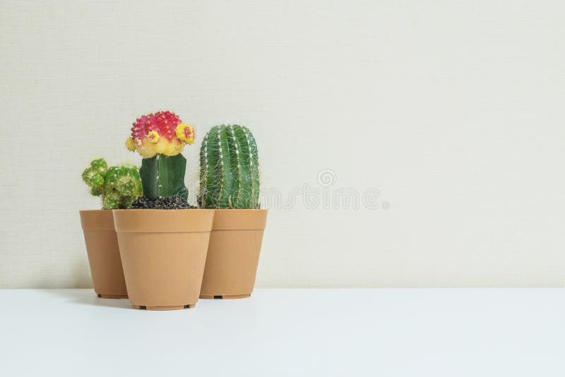 Nahaufnahmegruppe des schönen Kaktus im braunen Plastiktopf für verzieren auf unscharfem weißem hölzernem Schreibtisch- und Creme