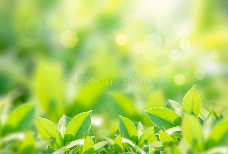 Nahaufnahmenaturansicht des grünen Blattes auf unscharfem Grünhintergrund im Garten mit Kopienraum mit als Hintergrund stockfoto
