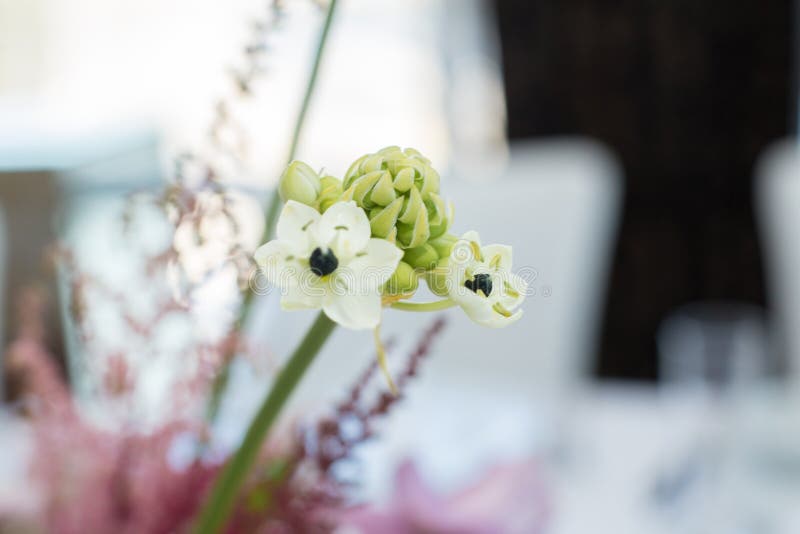 Nahaufnahmeniederlassung der frischen Ornithogalumblume mit unscharfem Hintergrund Ereignisdekoration mit frischen Blumen stockfoto Nahaufnahmeniederlassung der frischen Ornithogalumblume mit unscharfem Hintergrund Ereignisdekoration mit frischen Blumen stockfoto
