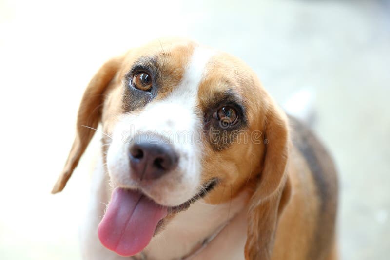 Nahaufnahmeportr?t des dreifarbigen Sp?rhundhundes, Fokus auf dem Auge lizenzfreie stockfotografie Nahaufnahmeportr?t des dreifarbigen Sp?rhundhundes, Fokus auf dem Auge lizenzfreie stockfotografie