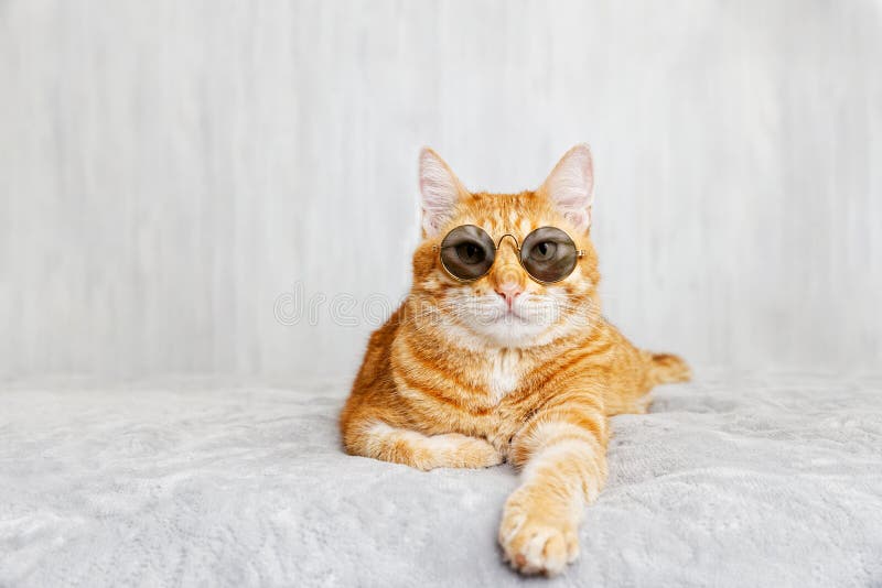 Nahaufnahmeporträt der tragenden Sonnenbrille der lustigen roten Katze, liegend auf einem Bett und schauen voran direkt in die Ka lizenzfreies stockfoto Nahaufnahmeporträt der tragenden Sonnenbrille der lustigen roten Katze, liegend auf einem Bett und schauen voran direkt in die Ka lizenzfreies stockfoto