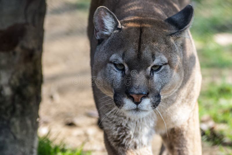 Nahaufnahmeporträt eines großen Pumas lizenzfreies stockbild Nahaufnahmeporträt eines großen Pumas lizenzfreies stockbild