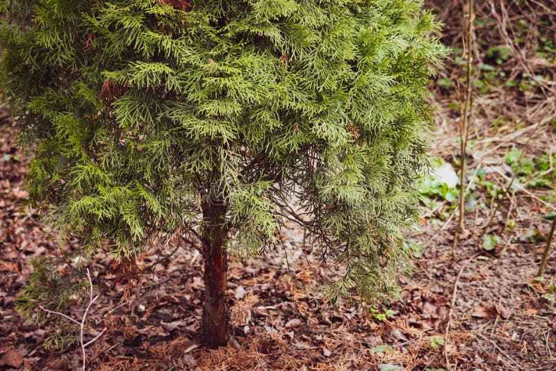Nahe Ansicht Ð-¡ onifer Baums in einen Park lizenzfreies stockfoto Nahe Ansicht Ð-¡ onifer Baums in einen Park lizenzfreies stockfoto