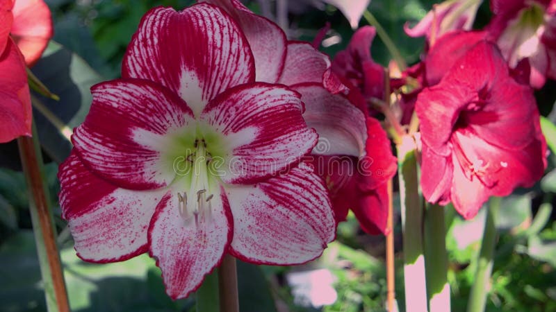 Nahe der rot-weißen Lilienblume. schöne Blütenblüte nah. stock video