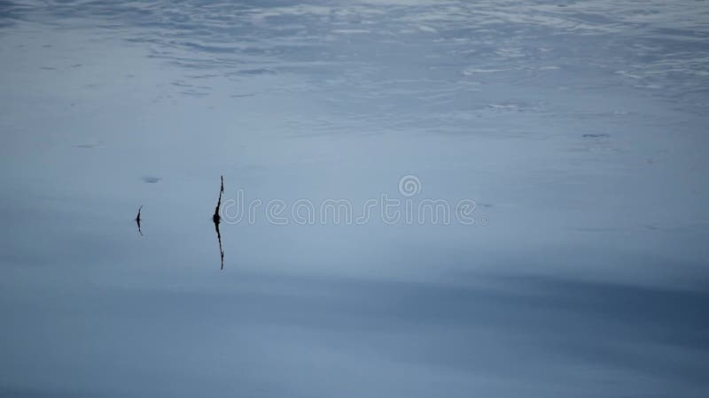 Nahe der Schildsilhouette in ruhigem Wasser neben Strom mit Rippel und wirbeln