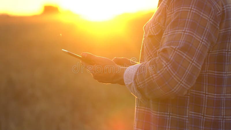 Nahe hohe Landwirthände mit Tablette auf dem Weizengebiet bei Sonnenuntergang Moderne Landwirtschaft, neue Technologie in der Lan