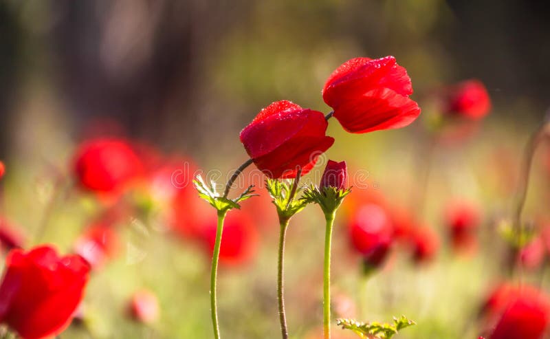 Nahe hohe Seitenansicht von wilden roten Anemonen in voller Blüte mit Morgentautropfen stockfoto Nahe hohe Seitenansicht von wilden roten Anemonen in voller Blüte mit Morgentautropfen stockfoto