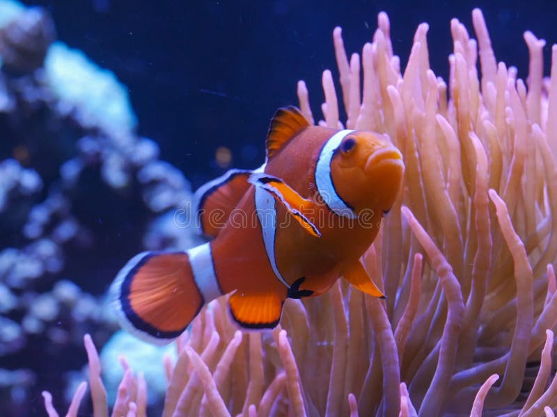Naher oben Spurhaltungsschuß eines orange und weißen clownfish stockfoto Naher oben Spurhaltungsschuß eines orange und weißen clownfish stockfoto