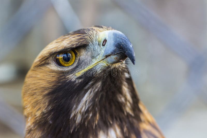 Nahes ehrliches Porträt des Steinadlers stockbilder Nahes ehrliches Porträt des Steinadlers stockbilder