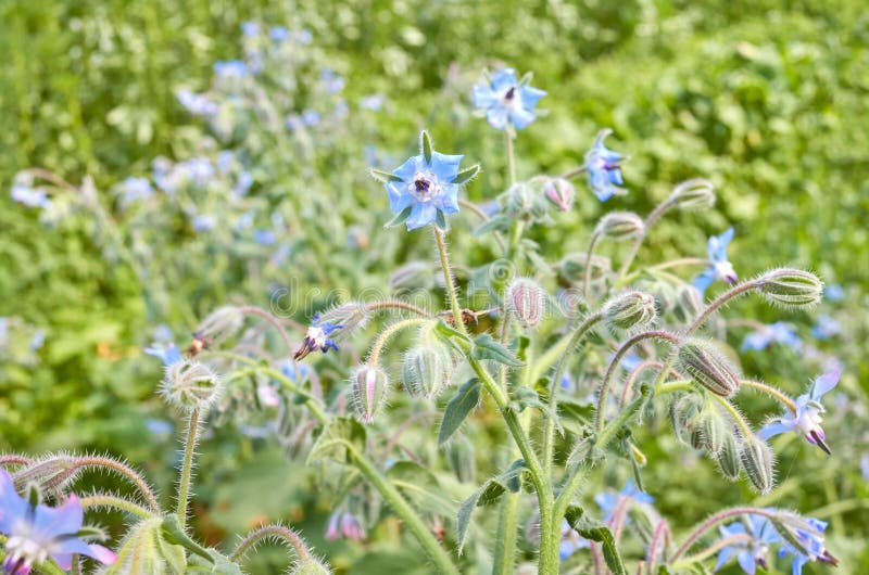 Nahes hohes Bild von Borageblumen Borago officinalis lizenzfreie stockbilder Nahes hohes Bild von Borageblumen Borago officinalis lizenzfreie stockbilder