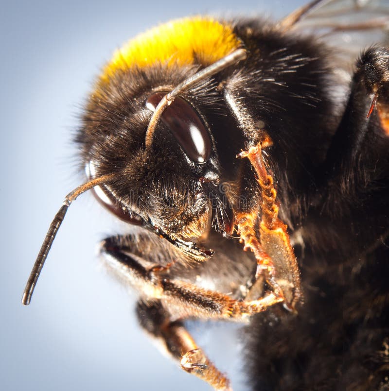 Nahes hohes der Hummel stockfoto Nahes hohes der Hummel stockfoto