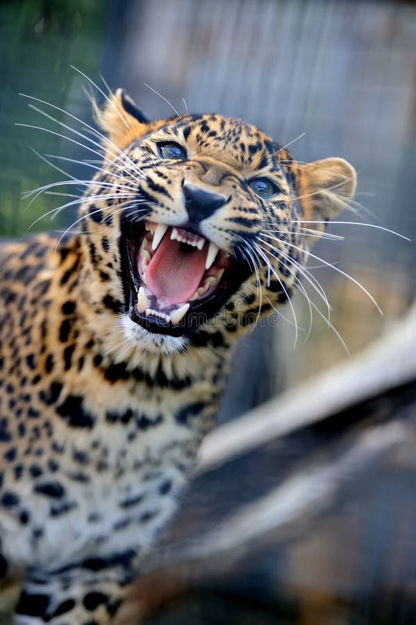 Nahes verärgertes Leopardporträt