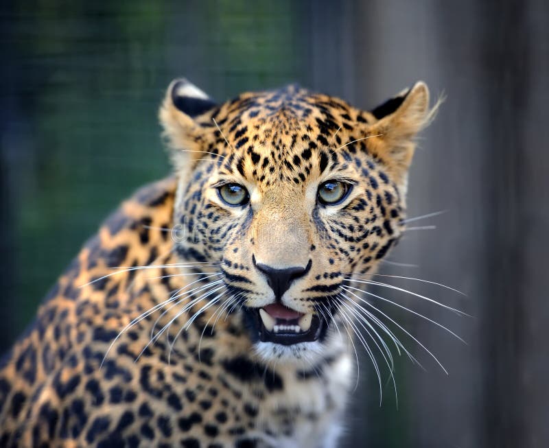 Nahes verärgertes Leopardporträt