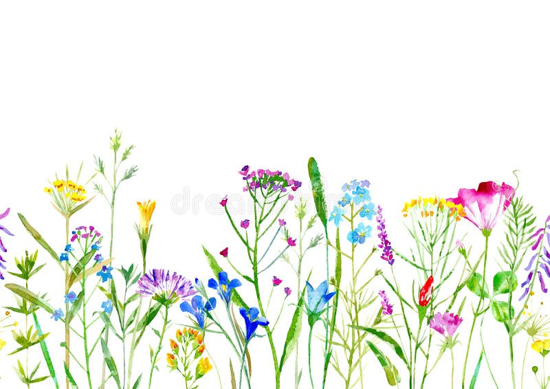 Nahtlose mit Blumengrenze von wilde Blumen und Kräuter auf einem weißen Hintergrund vektor abbildung Nahtlose mit Blumengrenze von wilde Blumen und Kräuter auf einem weißen Hintergrund vektor abbildung