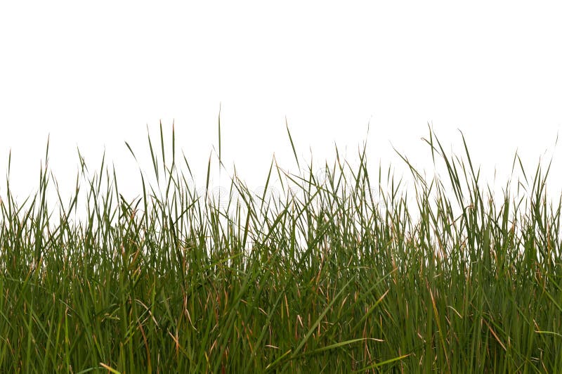Nahtloses getrenntes Gras