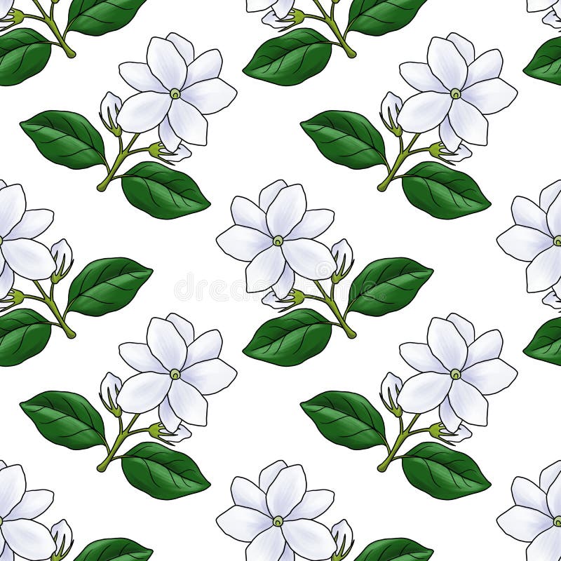Nahtloses Muster mit Blumen aus arabischem Jasmin stock abbildung