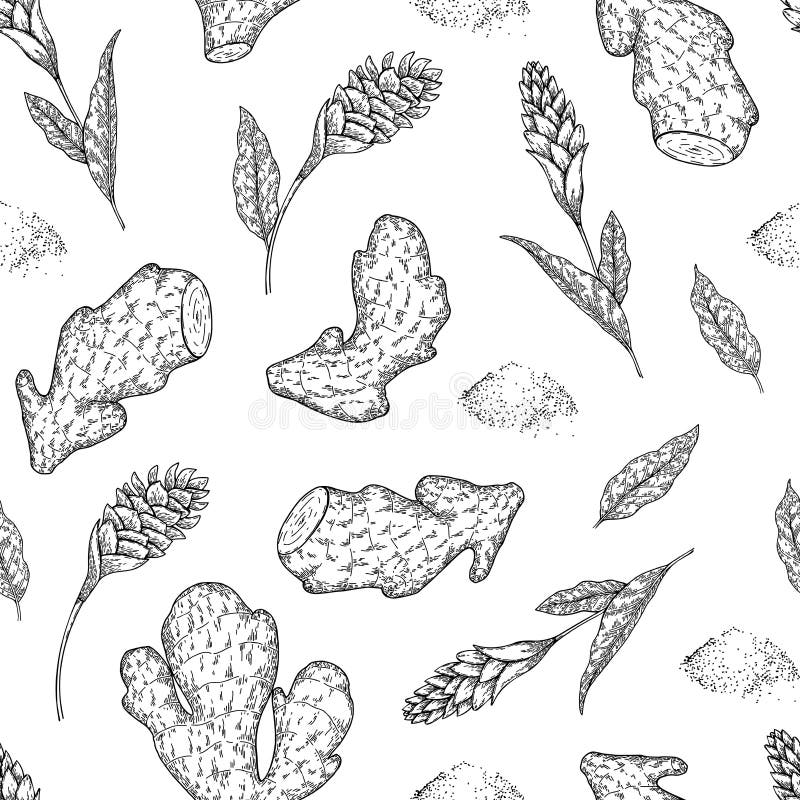 Nahtloses Vektormuster von Ingwerwurzeln und -blumen Hand gezeichnet Graviertes würziges Gemüse Lebensmittelinhaltsstoff vektor abbildung Nahtloses Vektormuster von Ingwerwurzeln und -blumen Hand gezeichnet Graviertes würziges Gemüse Lebensmittelinhaltsstoff vektor abbildung