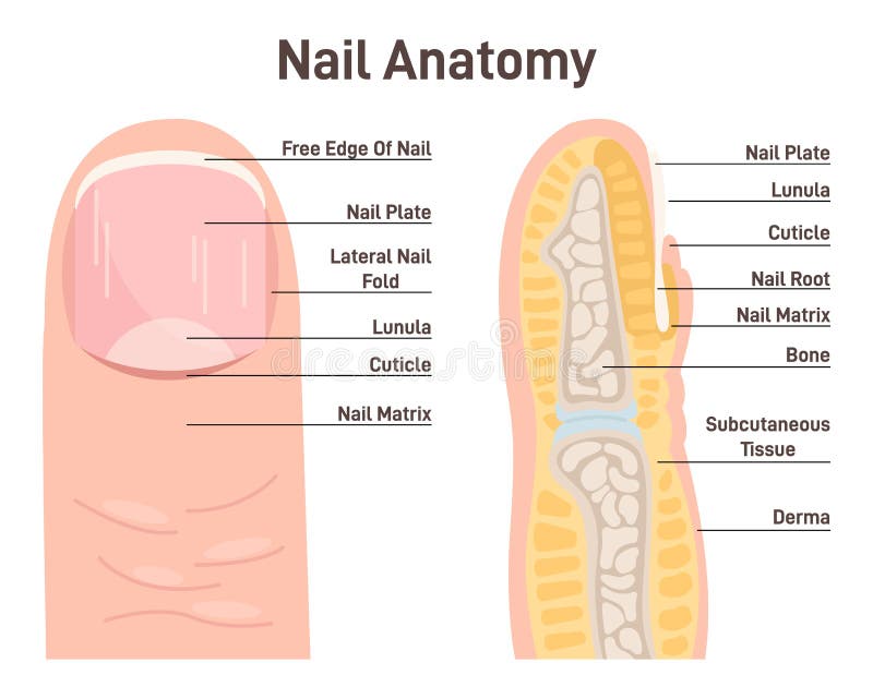 Nail Anatomy Stock Illustration - Download Image Now - Fingernail, Toenail,  Anatomy - iStock