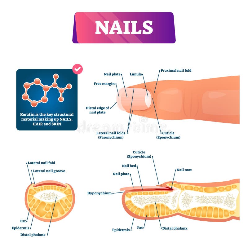Normal Nail Anatomy, Normal Nail Histology, and Common Reaction Patterns |  SpringerLink