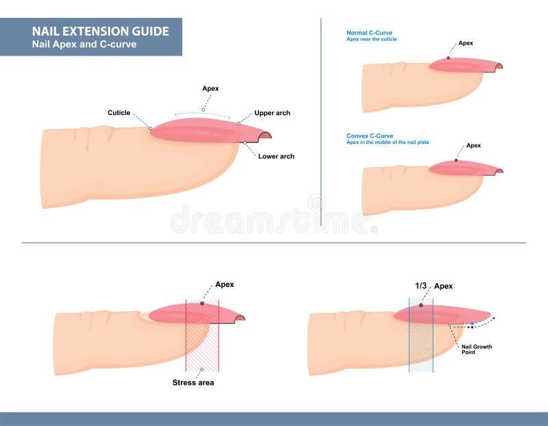 Nail Extension Guide. Nail Apex and C-curve. Vector