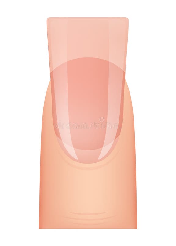 Nail Shape Manicure Type of Fingernail Extension Professional Nail Shape Manicure Type of Fingernail Extension Professional