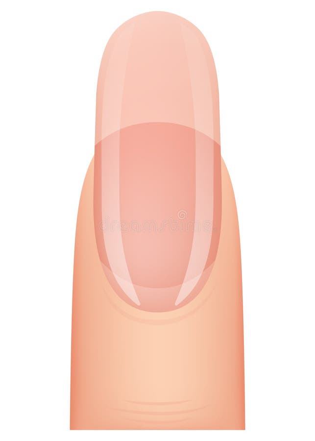 Nail Shape Manicure Type of Fingernail Extension Professional Nail Shape Manicure Type of Fingernail Extension Professional