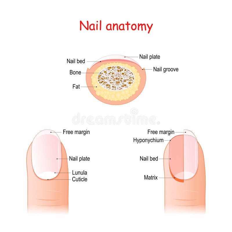 Nail Anatomy and Physiology Structure: Lunula, Eponychium, Hyponychium,  Free Edge, Cuticle - YouTube