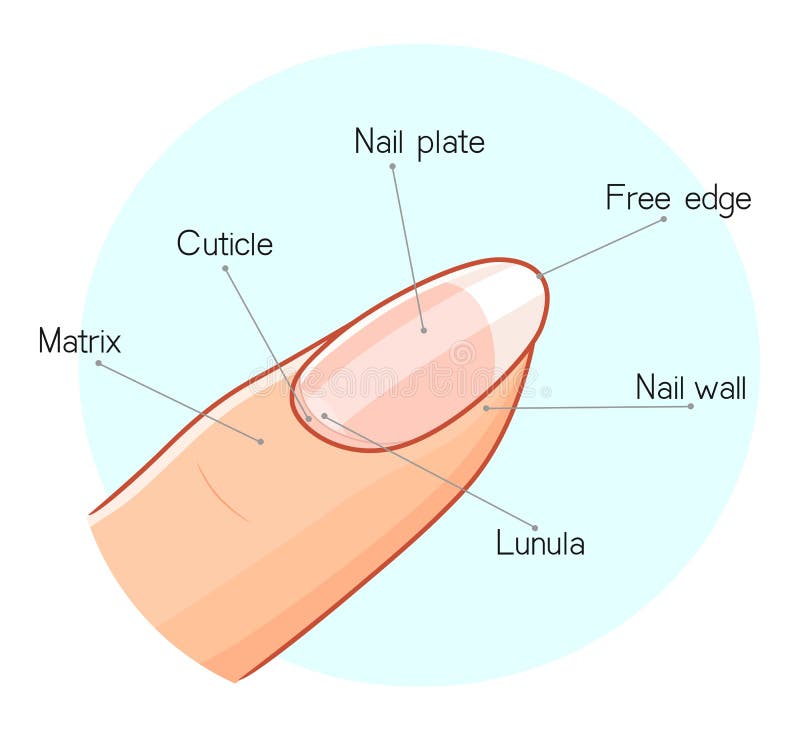 How to draw nail structure_with label/ step by step|| Anatomy Draw_720... -  YouTube