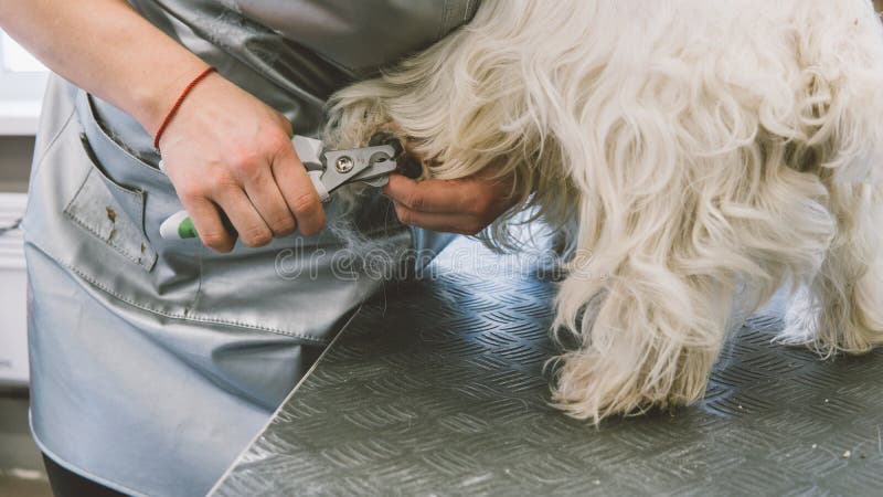 Nail trimming in dogs. Service grooming salon for dogs. Nail care dogs. Shallow focus royalty free stock photo Nail trimming in dogs. Service grooming salon for dogs. Nail care dogs. Shallow focus royalty free stock photo