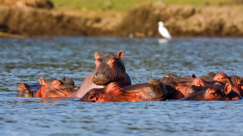 Naivasha hippos and Heron. Alpha male. Kenya, Africa