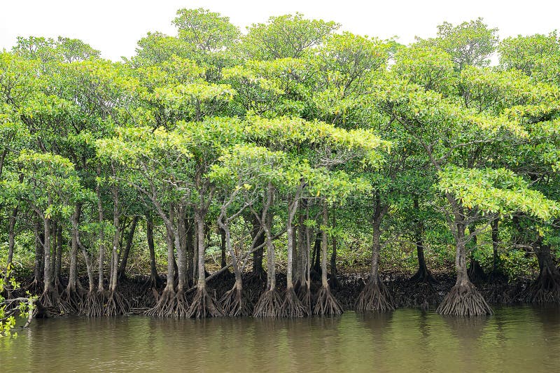 Mangrove Forest at upper stream area of Nakama River in Iriomote Island, Okinawa Japan. Mangrove Forest at upper stream area of Nakama River in Iriomote Island, Okinawa Japan.