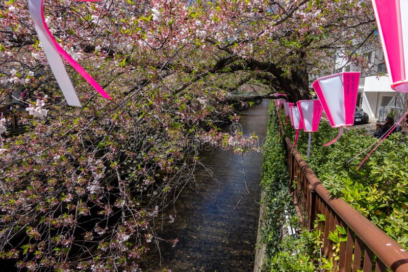 Nakameguro Cherry Blossom Festival, Japan Editorial Stock Photo - Image ...