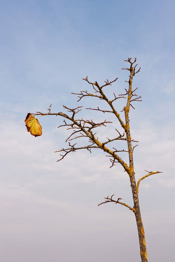 Naked Autumn Tree