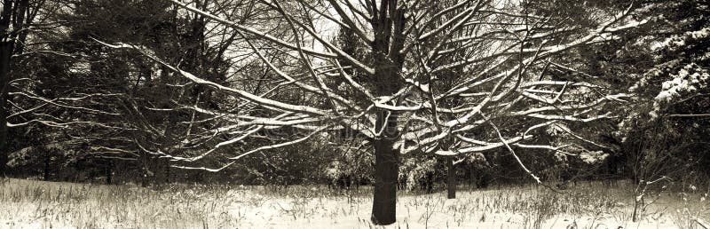 Naked snowed tree