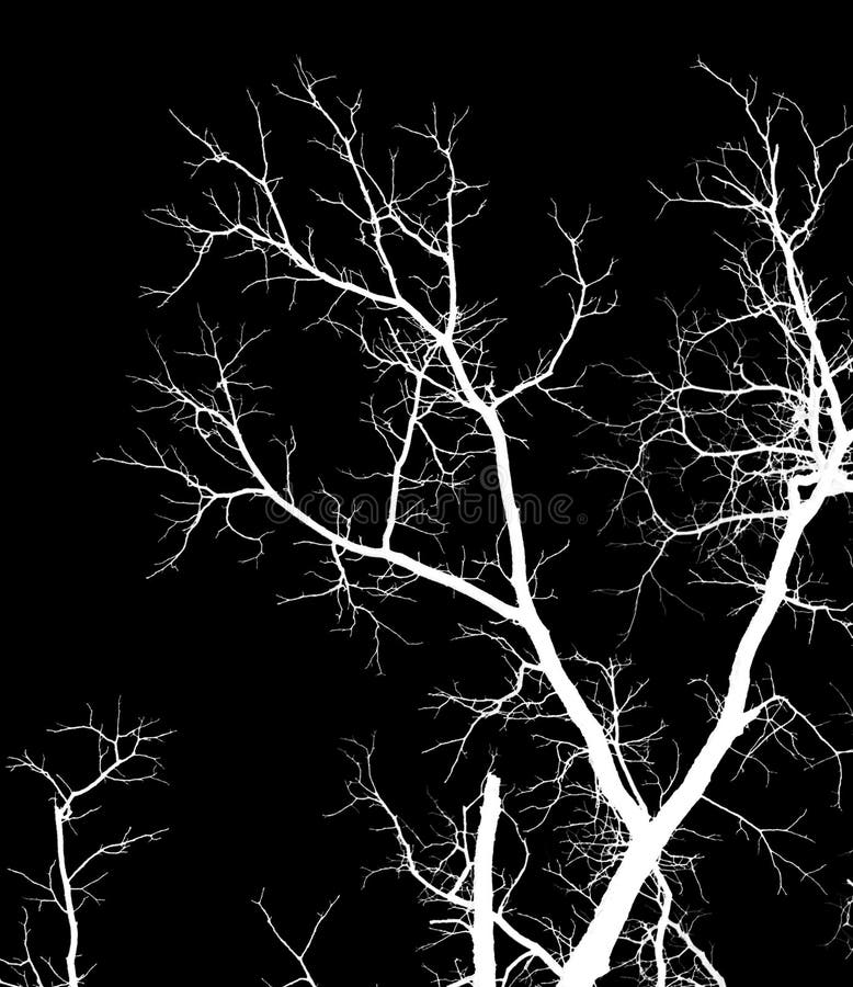 Naked tree branches on a black background royalty free stock photos