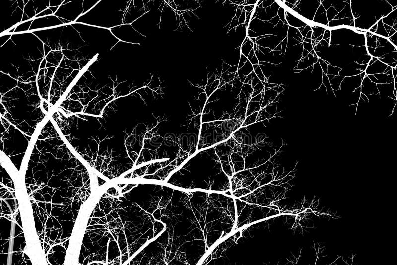 Naked tree branches on a black background stock image
