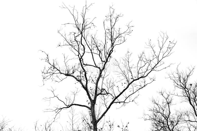 Naked tree branches on a white background royalty free stock photos