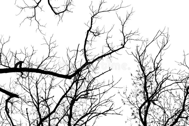 Naked tree branches on a white background stock photography