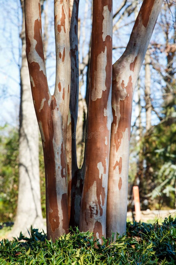 Peeling Bark on Winter Crepe Myrtle