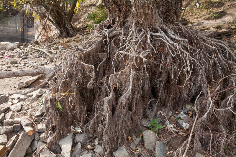 Naked willow roots